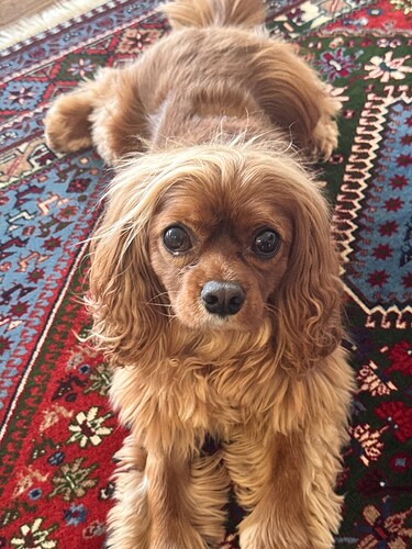 bijou