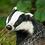TheCodingBadger